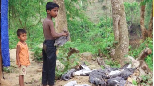 মহালছড়িতে কুকুরের হামলায় খামারের মুরগির মৃত্যু ও তরুণ উদ্যোক্তার ক্ষতি