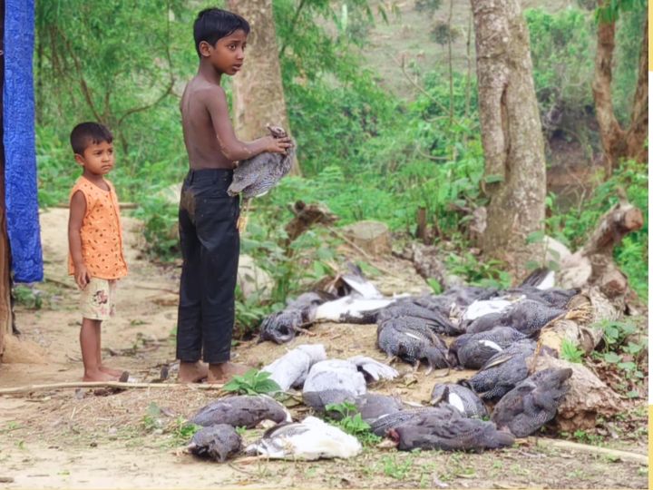 মহালছড়িতে কুকুরের হামলায় খামারের মুরগির মৃত্যু ও তরুণ উদ্যোক্তার ক্ষতি