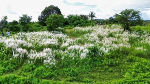 দীঘিনালার কাশবন: পাহাড়ের বুকে শরতের সাদা কবিতা
