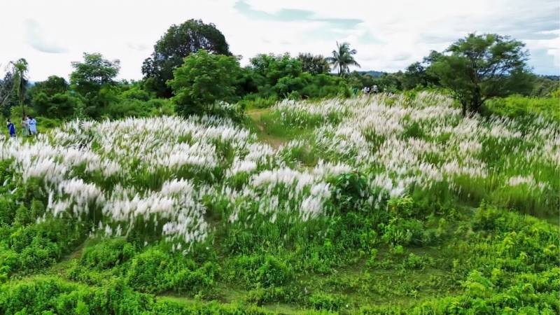 দীঘিনালার কাশবন: পাহাড়ের বুকে শরতের সাদা কবিতা